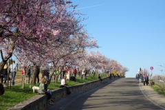 ORG_DSC02061