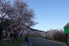 ORG_DSC02075