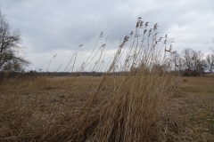ORG_DSC01995