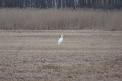 ORG_DSC01997