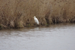 ORG_DSC02003
