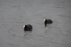 ORG_DSC02008