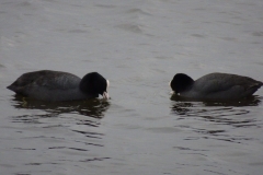 ORG_DSC02010