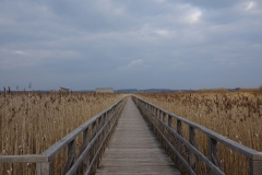 ORG_DSC02029