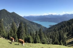 410D375C-16C1-4D9A-ACBC-56E1E5D91AE4-3643-0000040786A1420E